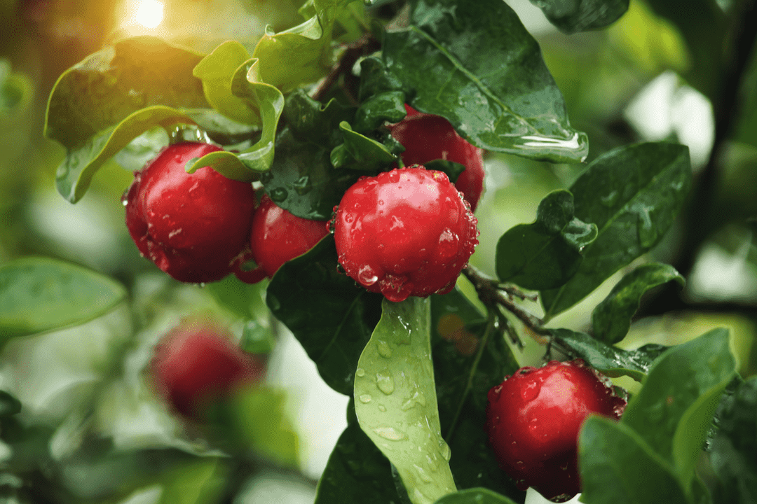 Enhanced Immune Support